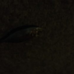 アジングゲーム