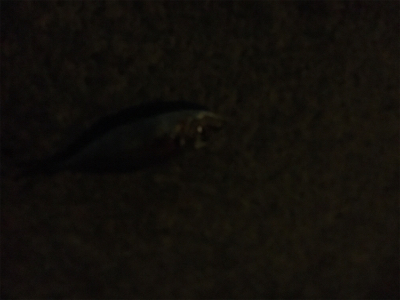 アジングゲーム