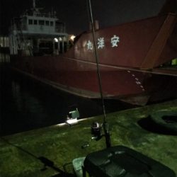 ポツリ…ポツリ…のヒイカ釣り