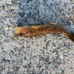 初釣りライトゲーム