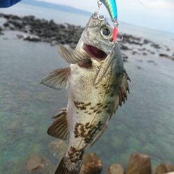 今朝の釣果