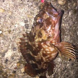 楽しいガシリング！