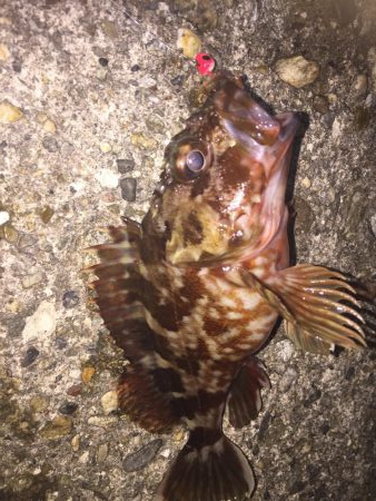 楽しいガシリング！