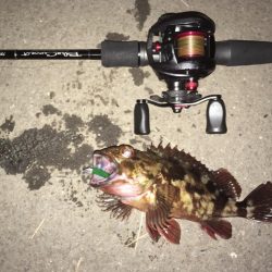 鱗付けてきました！