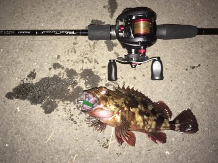 鱗付けてきました！