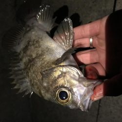 メバル プラッキング〜