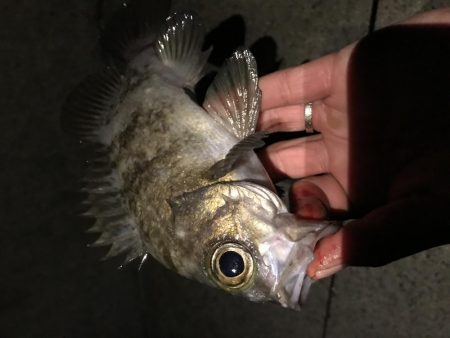 メバル プラッキング〜