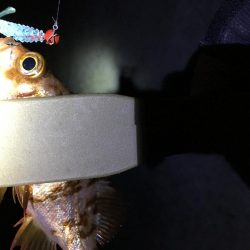 2019年 初釣りライトゲーム