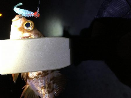 2019年 初釣りライトゲーム