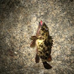 フィッシングマックス芦屋店のフォトコンテストに参加