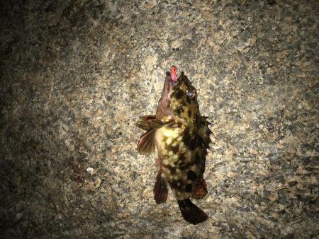 フィッシングマックス芦屋店のフォトコンテストに参加