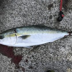 1チャンスGET!!メジロ