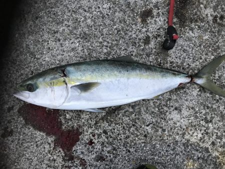 1チャンスGET!!メジロ