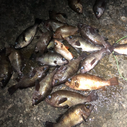 メバルの楽園は裏切らない