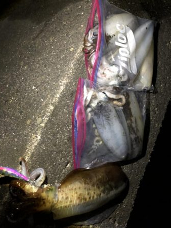 アオリイカ 大量