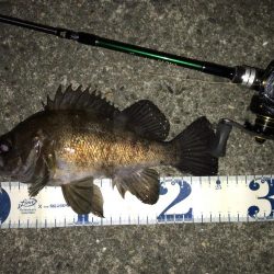 新年 メバリング開始