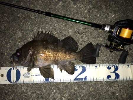 新年 メバリング開始