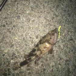 メバル・ガシラ