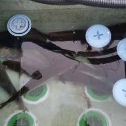 ネイリ好調でした！