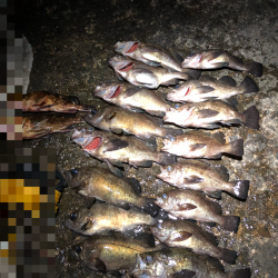 メバルの楽園発見