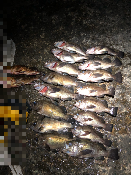 メバルの楽園発見