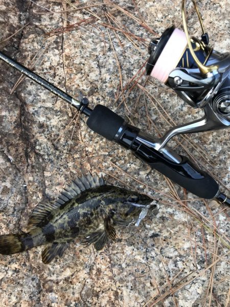 風裏にてタケノコ