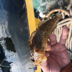 メバリング、その他