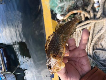 メバリング、その他