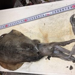 本日も大量カマス