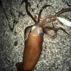 そでいか たるいか