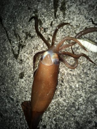 そでいか たるいか