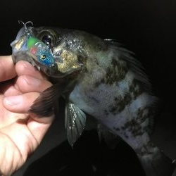 メバリング釣行