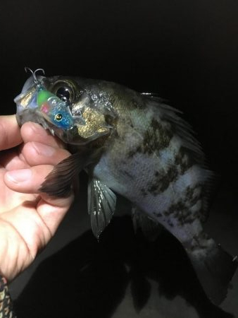 メバリング釣行