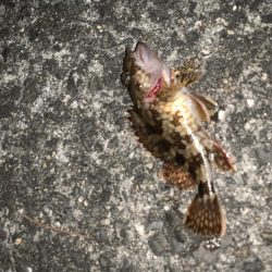 ワームでイカ釣れた