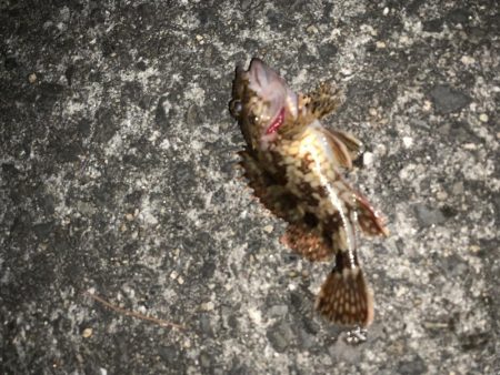 ワームでイカ釣れた