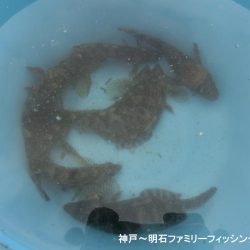 釣り初めはクジメ&ガシラでスタート