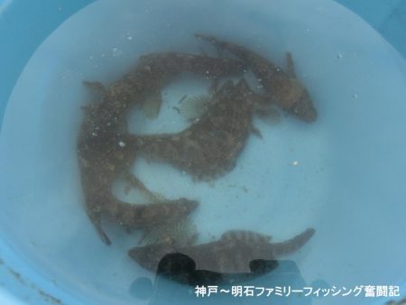 釣り初めはクジメ&ガシラでスタート