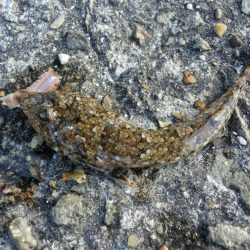 アイナメ来てーーー‼