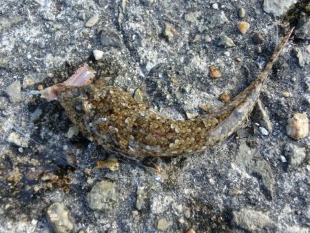 アイナメ来てーーー‼