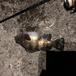 メバプラ ランガン