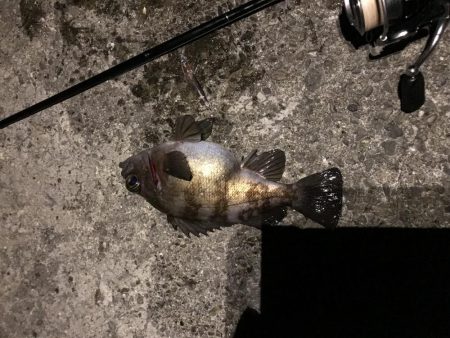 メバプラ ランガン