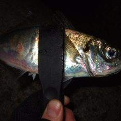 初釣りライトゲーム