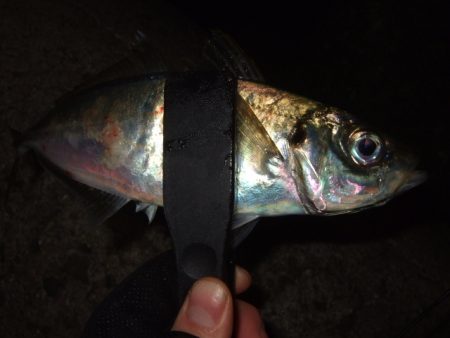 初釣りライトゲーム