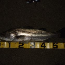 アフターシーバス