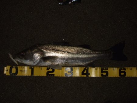 アフターシーバス