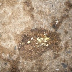 淀川戻鱸を求めて…。