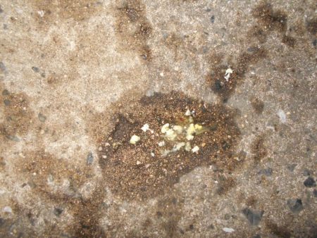 淀川戻鱸を求めて…。