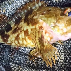 風裏でメバル＆ガシラ