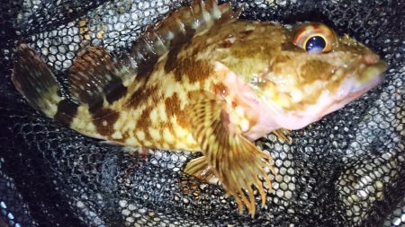 風裏でメバル＆ガシラ