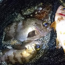 風をかわしてメバリング